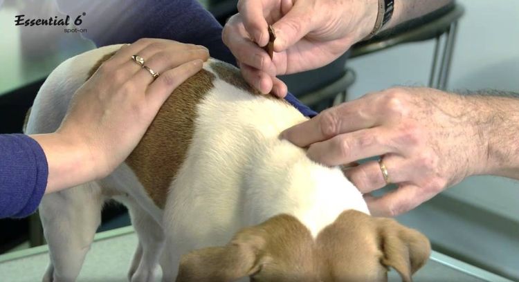Cómo aplicar Essential 6 para perros