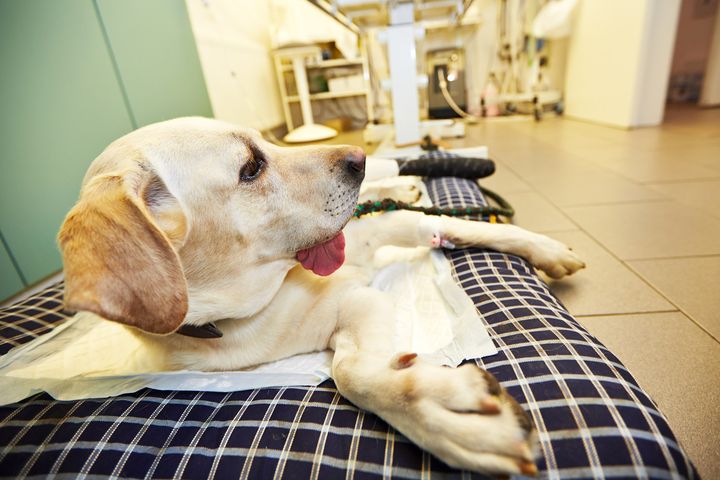 Perro en la clínica veterinaria