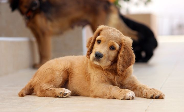 Cachorro