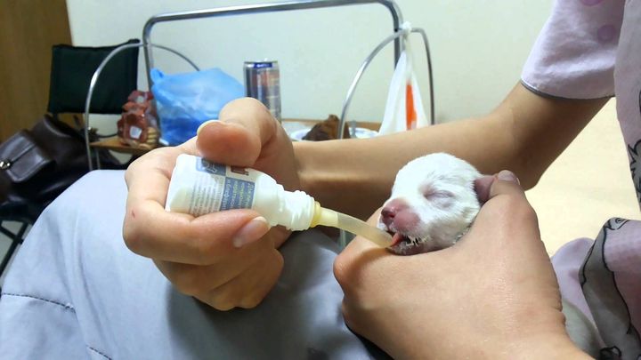 Alimentación artificial de los cachorros