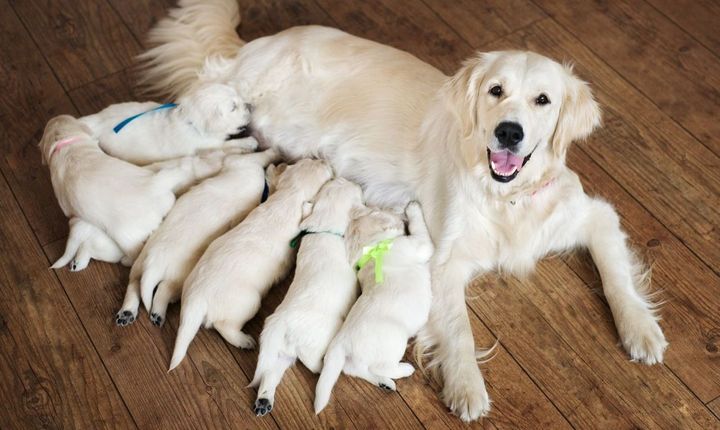 Perra con cachorros