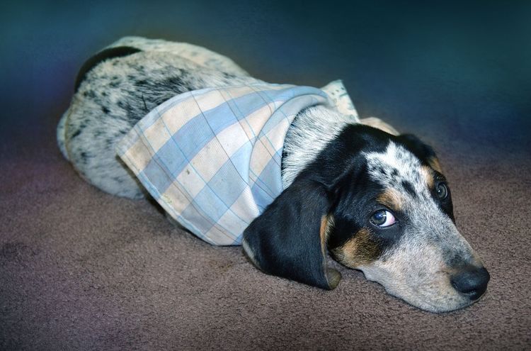 El perro está enfermo