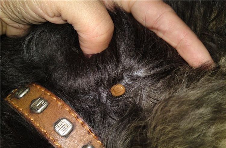 Garrapata en un perro