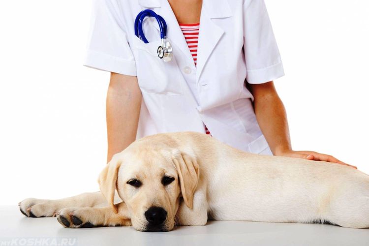 El perro en el veterinario