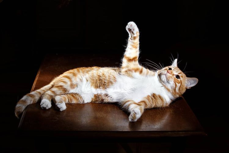 Epilepsia en el gato