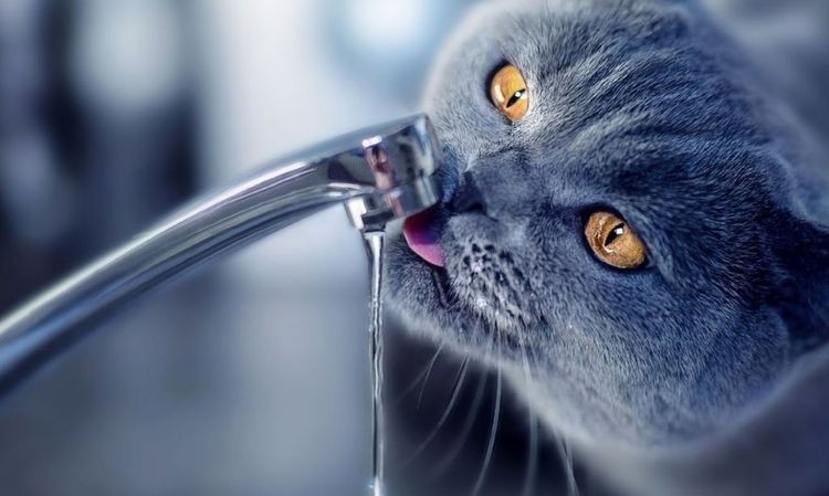 El gato bebe agua