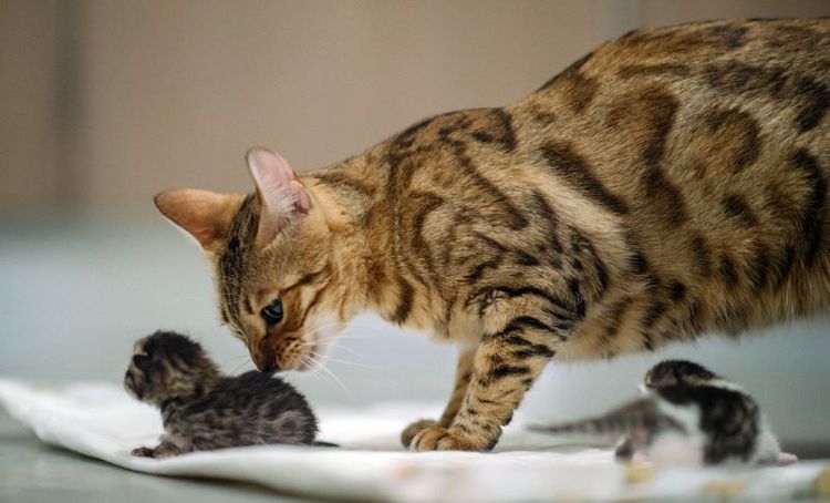Gata y gatitos