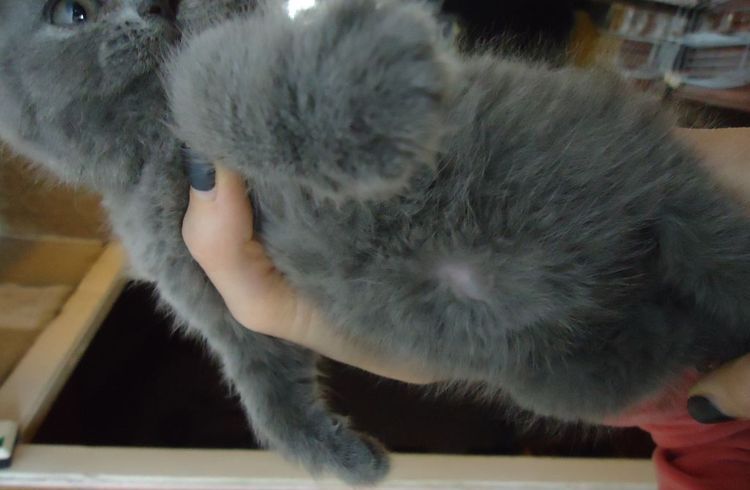 Dónde está el ombligo de la gata