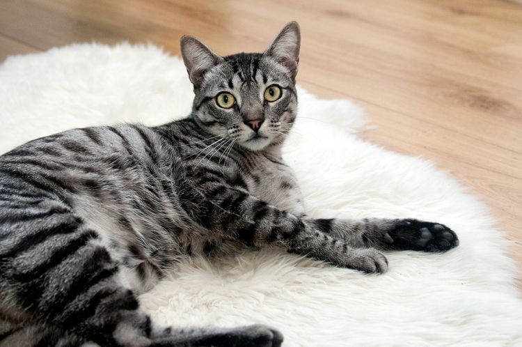 ¿Tienen los gatos ombligo?