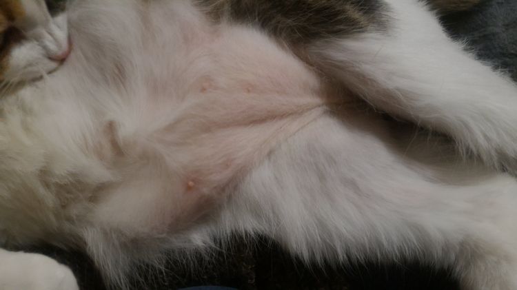 Pezones de un gato