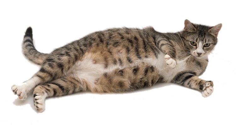 Gato gris tumbado de lado