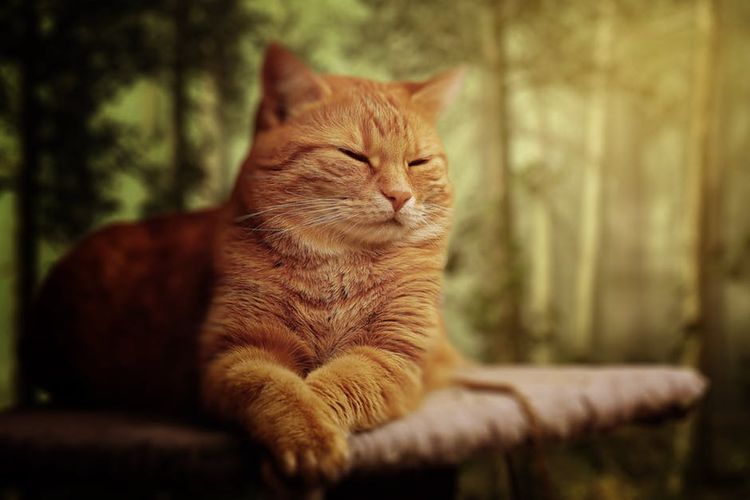 Gato naranja