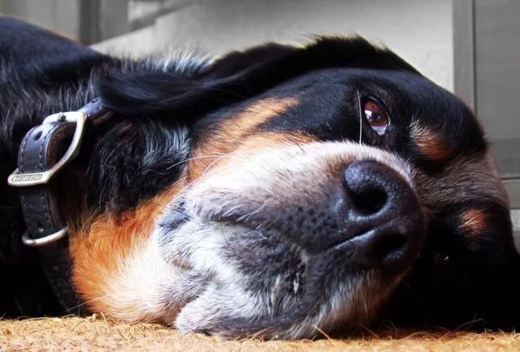 El perro está enfermo