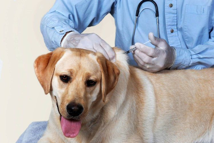 Vacunación canina