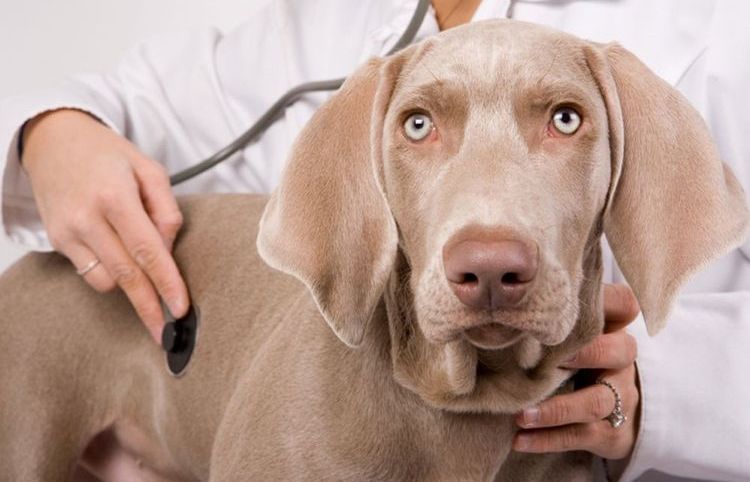 El perro en el veterinario