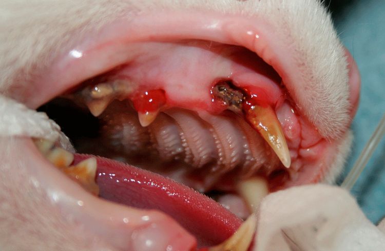 Gingivitis en gatos