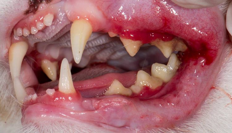 Gingivitis en gatos