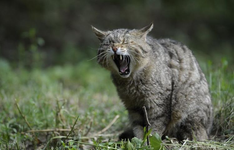 El gato bosteza