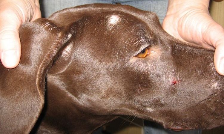 Demodecosis en un perro