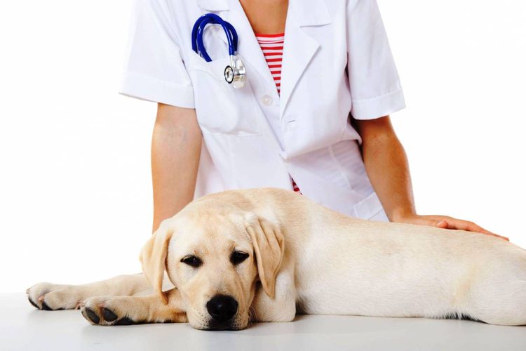 Perro en el veterinario