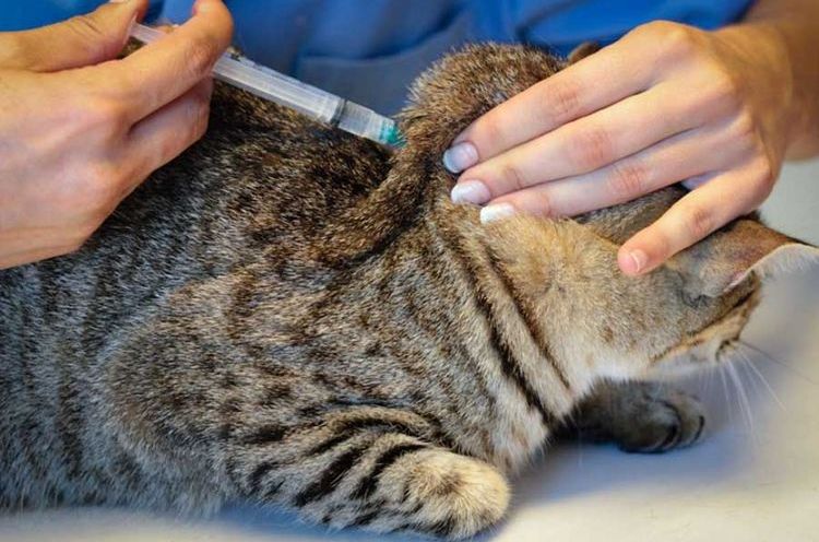Inyección al gato en la cruz