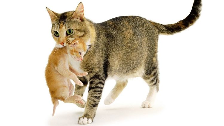 Gata llevando a su gatito