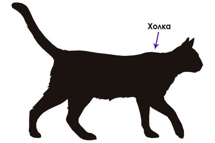 Cruz del gato