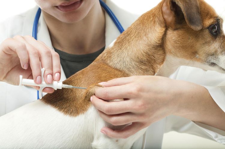 Inyección subcutánea en un perro