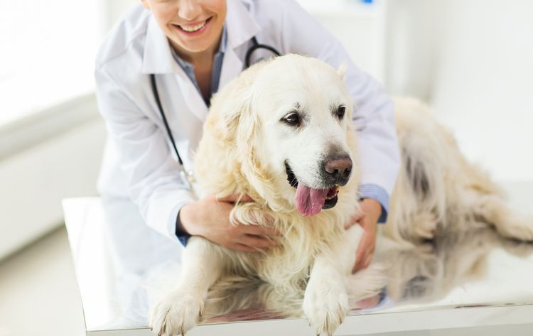 Retriever en el veterinario
