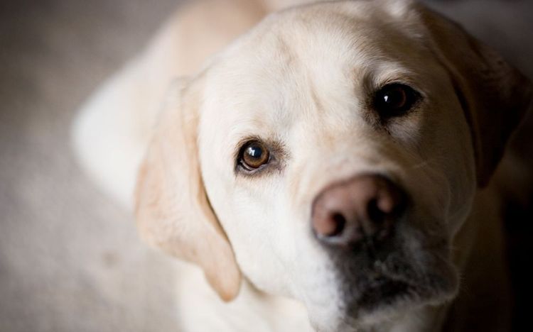 Labrador triste