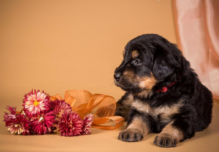 ¿Cuánto cuesta un cachorro de Hovawart?