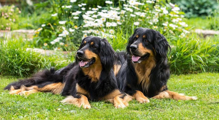 raza de perros Hovawart