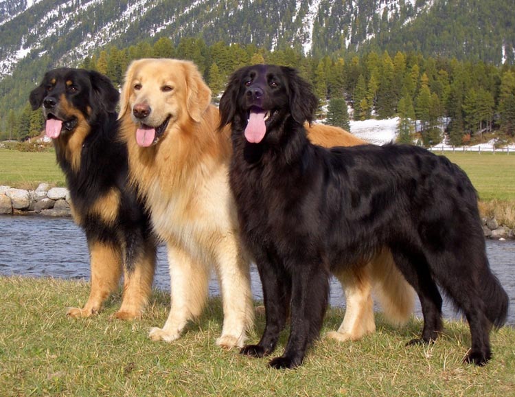 tres colores del Hovawart
