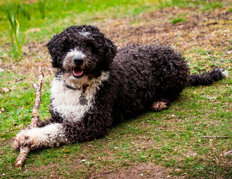 perro de agua español