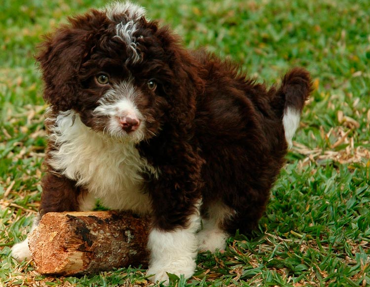 cachorro de perro de agua español