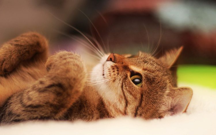El gato está tumbado boca arriba
