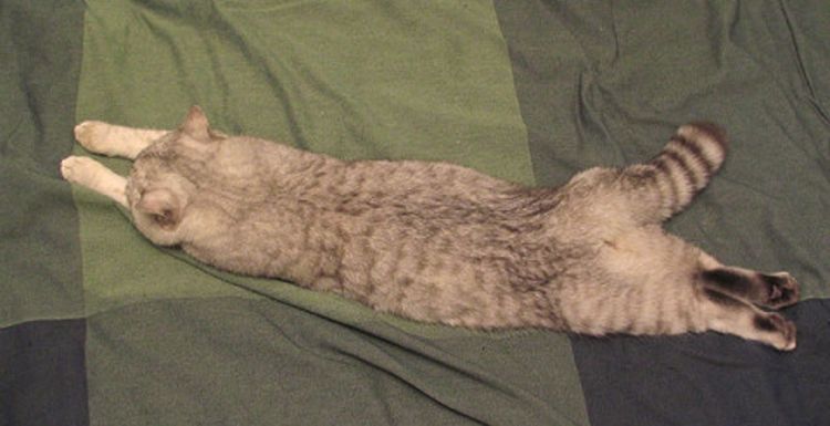 El gato está listo para el masaje.