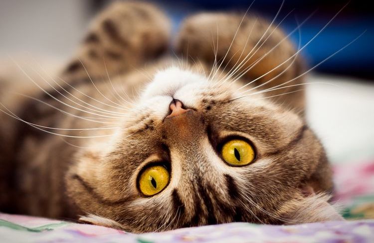 El gato está tumbado boca arriba