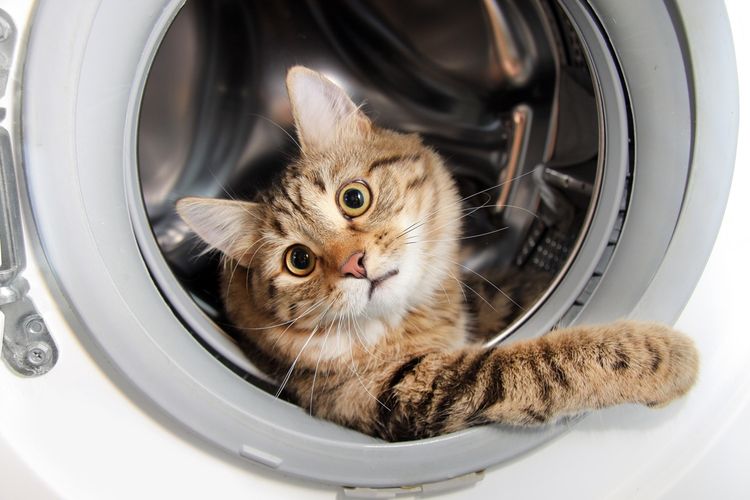 El gato se esconde en la lavadora