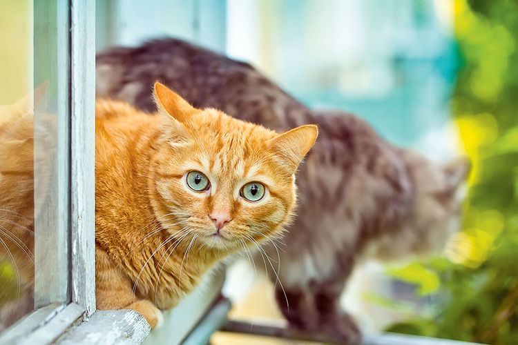 Gato naranja