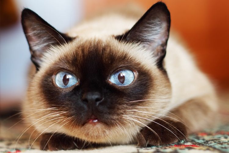 Gata siamesa de ojos azules