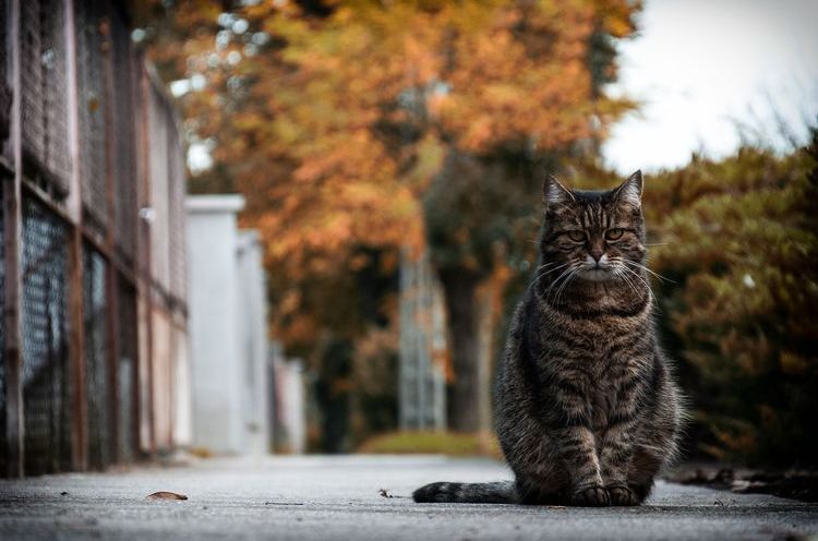 Cómo encontrar a un gato si se ha perdido