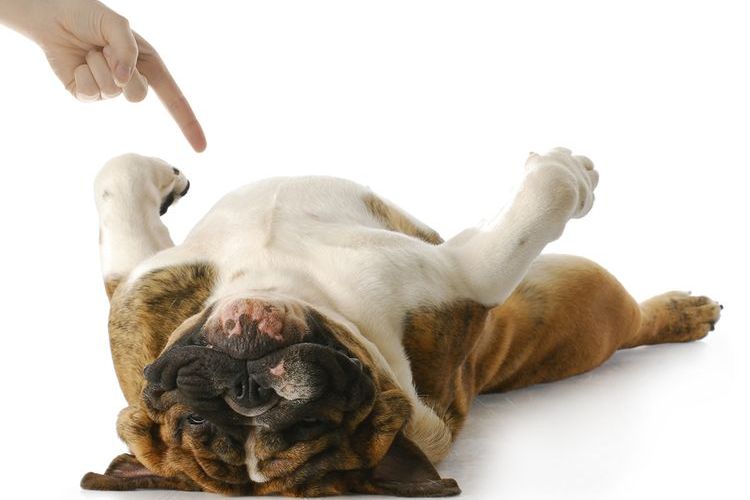 Perro ejecutando la orden «Hazte el muerto»