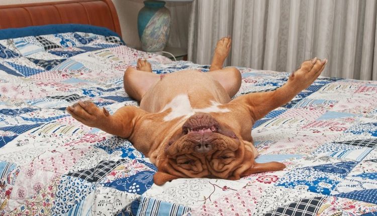 Perro ejecutando la orden «Hazte el muerto»