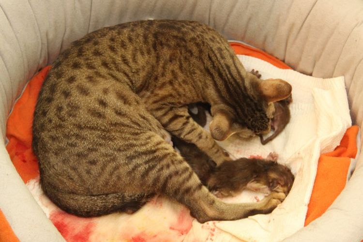 Die Katze bereitet sich auf die Geburt vor