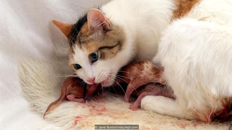 Die Katze versorgt die neugeborenen Kätzchen