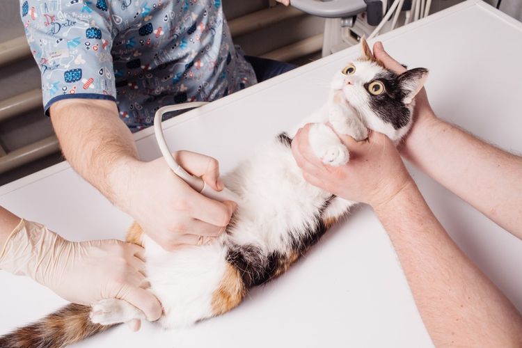 Ultraschall bei einer trächtigen Katze
