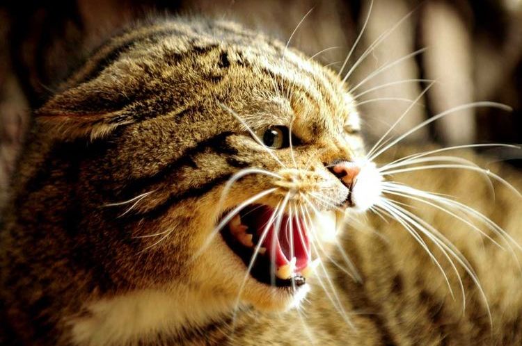 Aggression bei der Katze während der Rolligkeit
