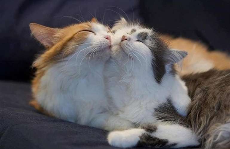 Katze und Kater