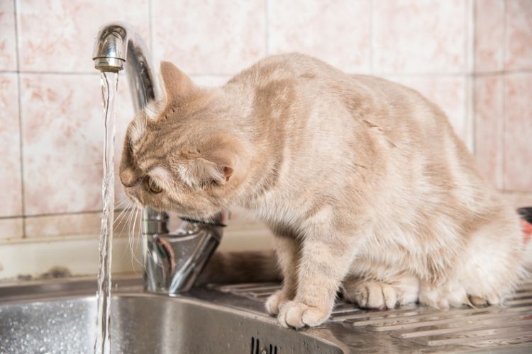 Katze trinkt Wasser aus dem Wasserhahn